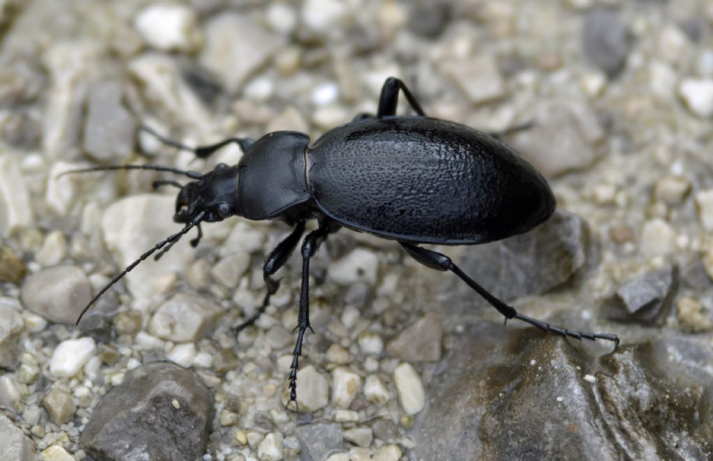 Carabus coriaceus